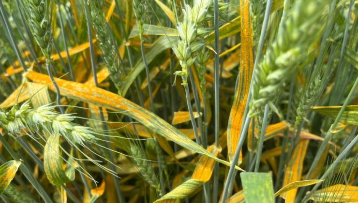 SÜNEYLE MÜCADELE BAŞLATILDI